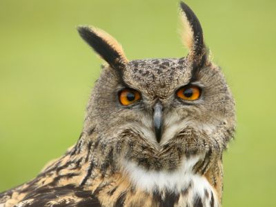 European eagle owl