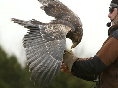 Bird of prey display