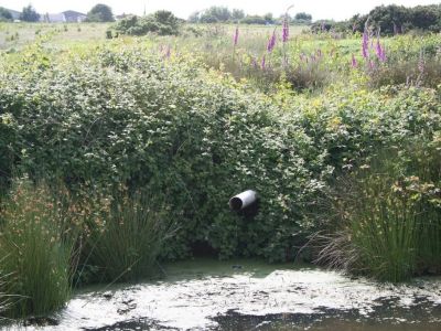 Reed bed water treatment