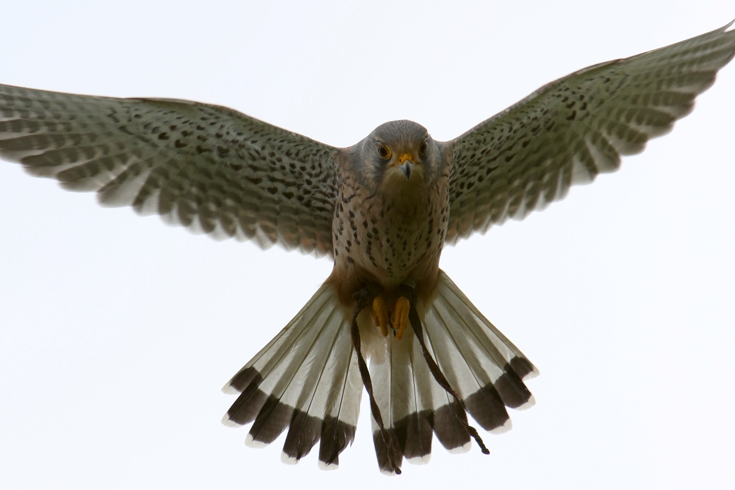 The British Bird of Prey of Centre